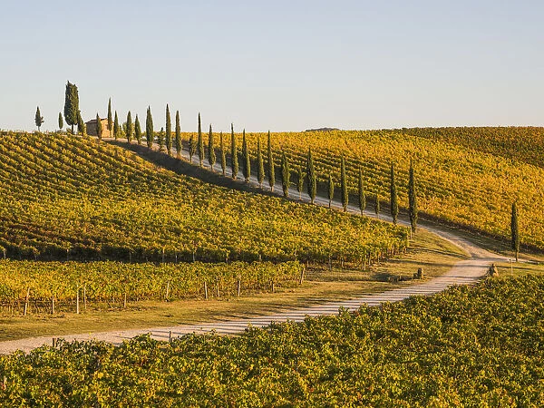 Italy, Tuscany. Road through a vineyard in autumn