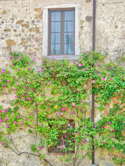 Framed Print : Italy, Tuscany. Rose covered old stone wall and window Framed Print : Italy, Tuscany. Rose covered old stone wall and window