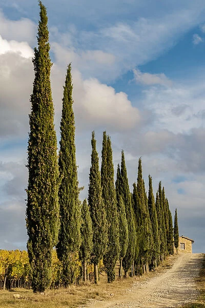 Italy, Tuscany. Row of pine trees
