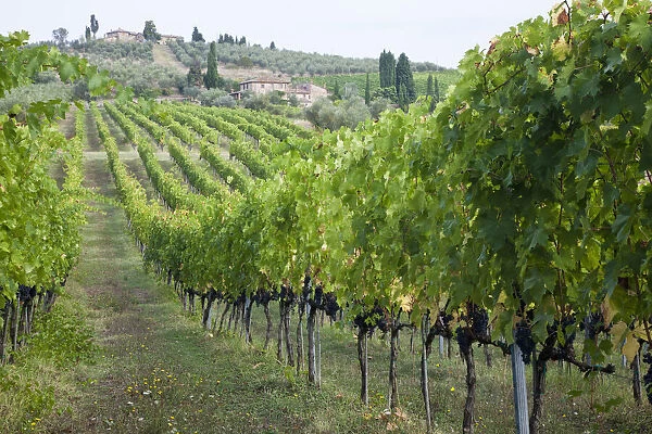 Italy, Tuscany. Rows of grape vines in a vineyard in Tuscany