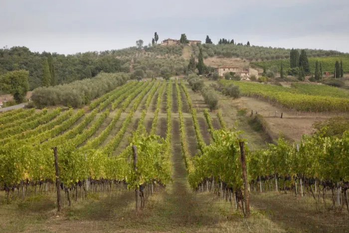Framed Print : Italy, Tuscany. Rows of grape vines in a vineyard in Tuscany