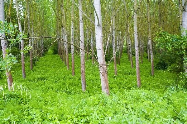 Italy, Tuscany, Rows of Tree Crop in Lush Spring Green