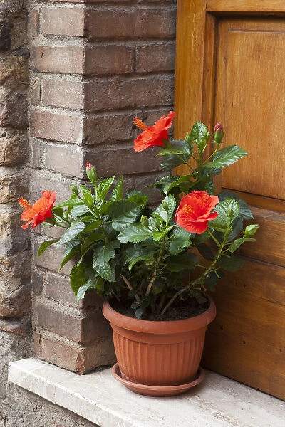 Italy, Tuscany, San Gimignano. Red hibiscus flower in a pot on the doorstep of a home in San Gimignano