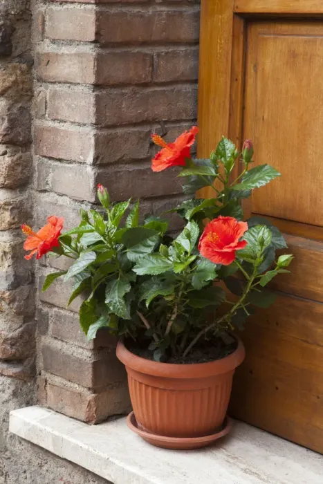 Framed Print : Italy, Tuscany, San Gimignano. Red hibiscus flower in a pot on the doorstep of a home in San Gimignano Framed Print : Italy, Tuscany, San Gimignano. Red hibiscus flower in a pot on the doorstep of a home in San Gimignano