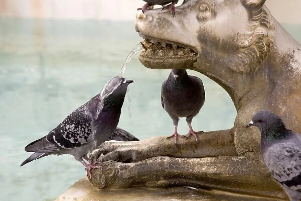 Italy, Tuscany, Sienna. Pigeon gets wet from water spouting from the mouth of a wolf