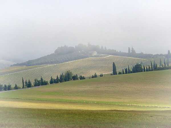 Italy, Tuscany. Small farmhouse and vineyard on a foggy morning