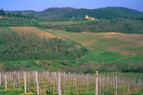 Italy, Tuscany, Small villa on vineyard covered hillside