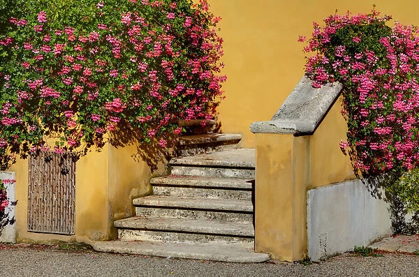 Italy, Tuscany. Stairs covered in flowers