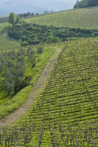 Italy, Tuscany. Steep hills of vineyards in the Chianti region