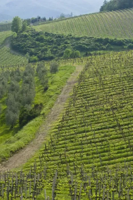 Framed Print : Italy, Tuscany. Steep hills of vineyards in the Chianti region Framed Print : Italy, Tuscany. Steep hills of vineyards in the Chianti region
