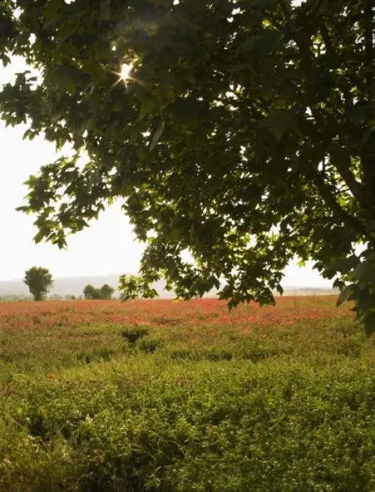 Framed Print : Italy, Tuscany, Sunlight Through Tree shinning over wilflower Field