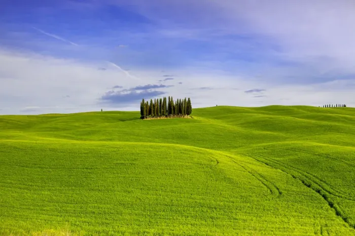 Framed Print : Italy, Tuscany, Val d Orcia. Famous cypress grove Framed Print : Italy, Tuscany, Val d Orcia. Famous cypress grove
