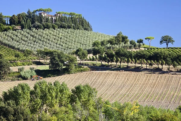 Italy, Tuscany. Villa on hillside surrounded with olive trees and vineyard
