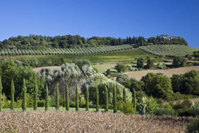 Framed Print : Italy, Tuscany. Villa on hillside surrounded with olive trees and vineyard Framed Print : Italy, Tuscany. Villa on hillside surrounded with olive trees and vineyard