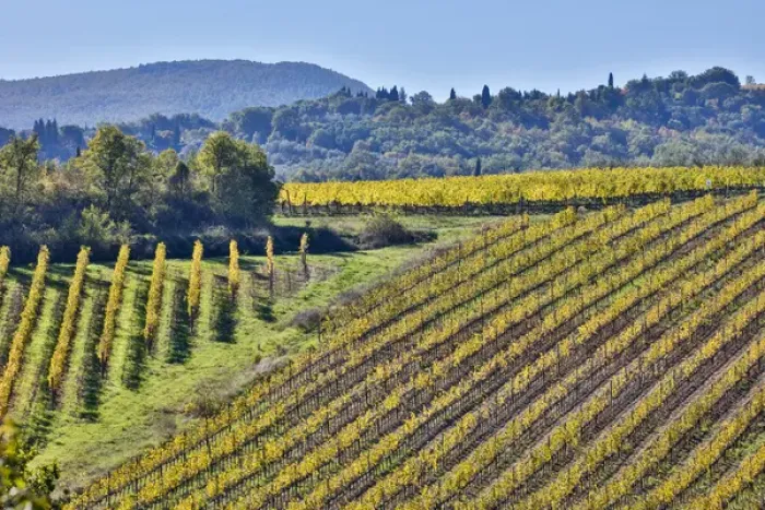 Framed Print : Italy, Tuscany, Vineyard