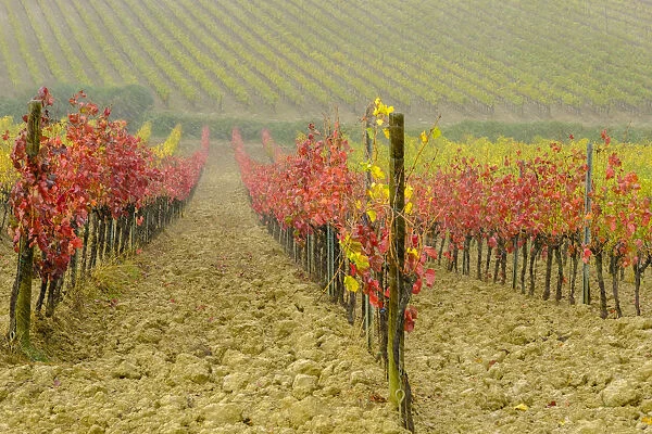 Italy, Tuscany. Vineyard in Autumn