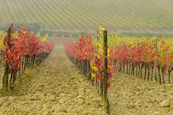 Framed Print : Italy, Tuscany. Vineyard in Autumn Framed Print : Italy, Tuscany. Vineyard in Autumn