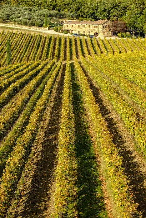 Framed Print : Italy, Tuscany. Vineyard in Autumn Framed Print : Italy, Tuscany. Vineyard in Autumn