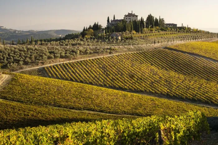 Framed Print : Italy, Tuscany. Vineyard in autumn