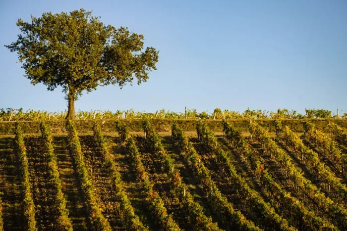 Framed Print : Italy, Tuscany. Vineyard in autumn