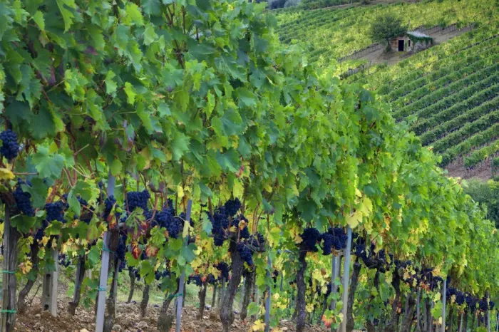 Framed Print : Italy, Tuscany. Vineyard with grapes on the vine and small shed in the field