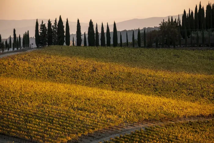 Framed Print : Italy, Tuscany, vineyard, late light Framed Print : Italy, Tuscany, vineyard, late light