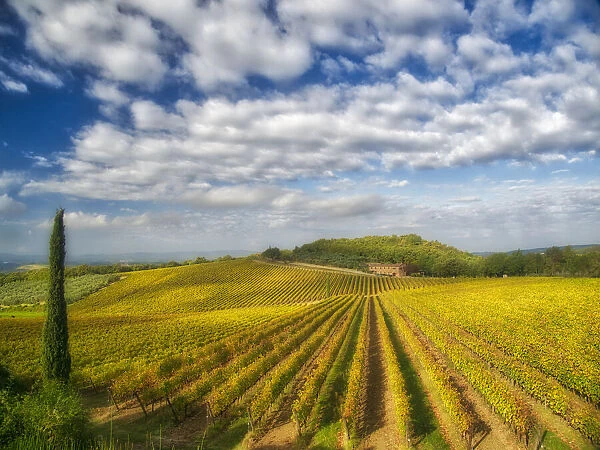 Italy, Tuscany. Vineyard leading to a farmhouse in Tuscany with blue skies