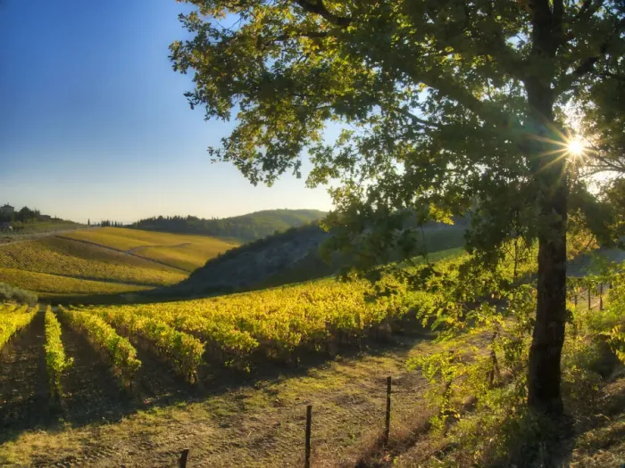 Framed Print : Italy, Tuscany. Vineyard near Radda in Chianti in the fall