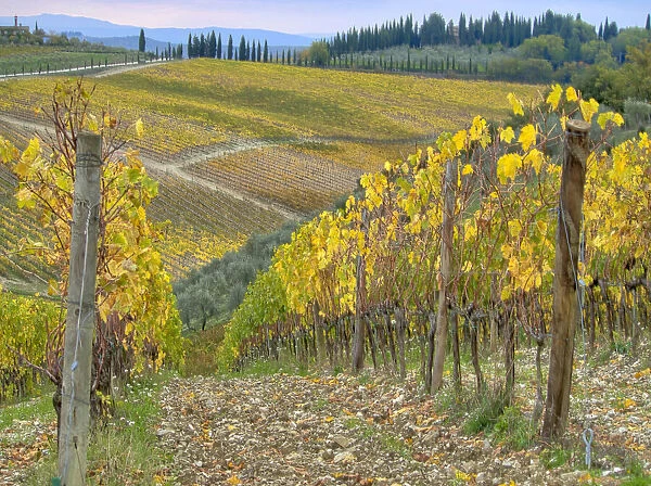 Italy, Tuscany. Vineyard near Radda in Chianti in the fall