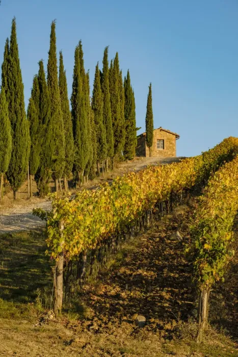 Framed Print : Italy, Tuscany. Vineyard, Pine trees Framed Print : Italy, Tuscany. Vineyard, Pine trees