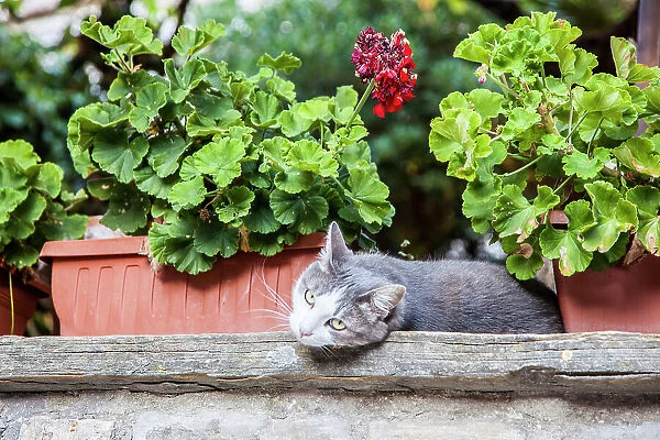 Italy, Umbria, Assisi. Gray and white cat resting in between flower pots with geraniums
