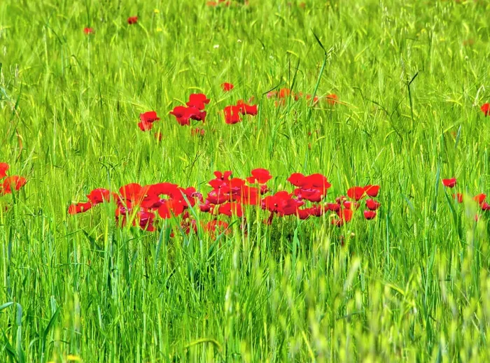 Framed Print : Italy, Umbria, Assisi. Spring poppies in wheat field Framed Print : Italy, Umbria, Assisi. Spring poppies in wheat field