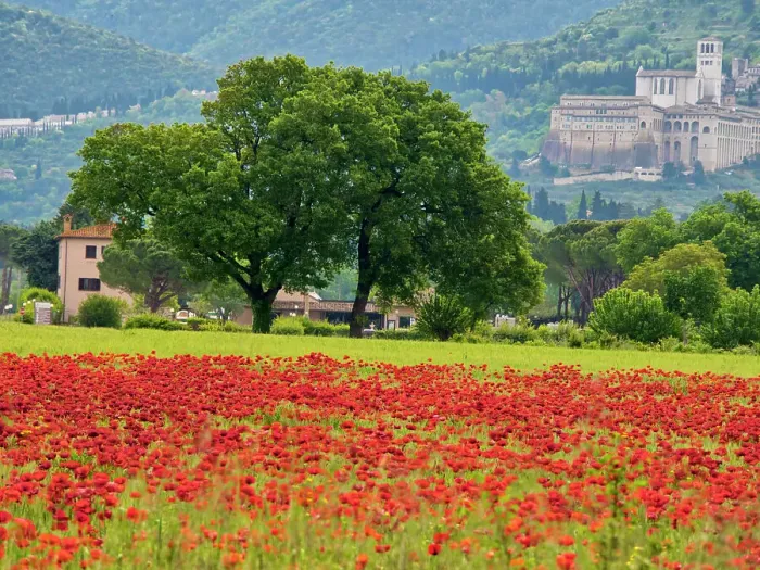 Framed Print : Italy, Umbria, Assisi. View of Assisi across the poppy covered field Framed Print : Italy, Umbria, Assisi. View of Assisi across the poppy covered field