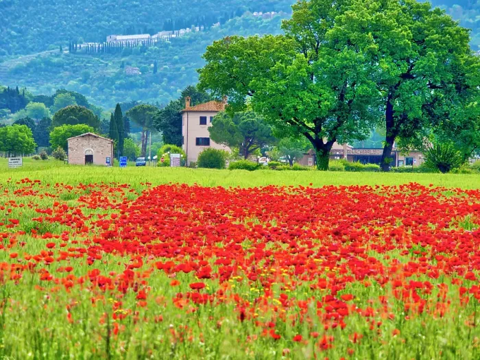 Framed Print : Italy, Umbria, Assisi. View of Assisi across the poppy covered field