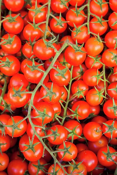 Italy, Umbria, Montefalco. Closeup of tomatoes on the vine