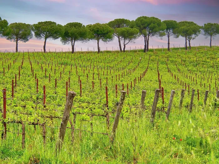 Framed Print : Italy, Umbria. Vineyards with long rows Framed Print : Italy, Umbria. Vineyards with long rows