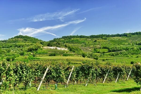Italy, Venato, Soave. The Soave commune produces a dry white wine from the Veneto