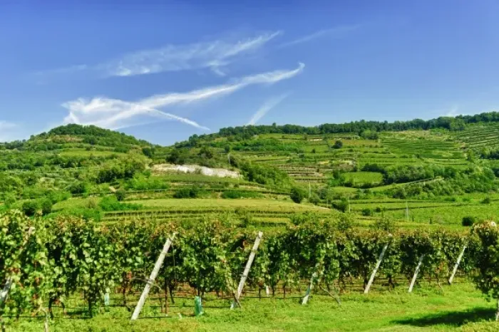 Framed Print : Italy, Venato, Soave. The Soave commune produces a dry white wine from the Veneto