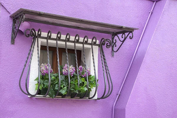 Italy, Venice, Burano Island. Potted hydrangeas on a window sill of a lavender house