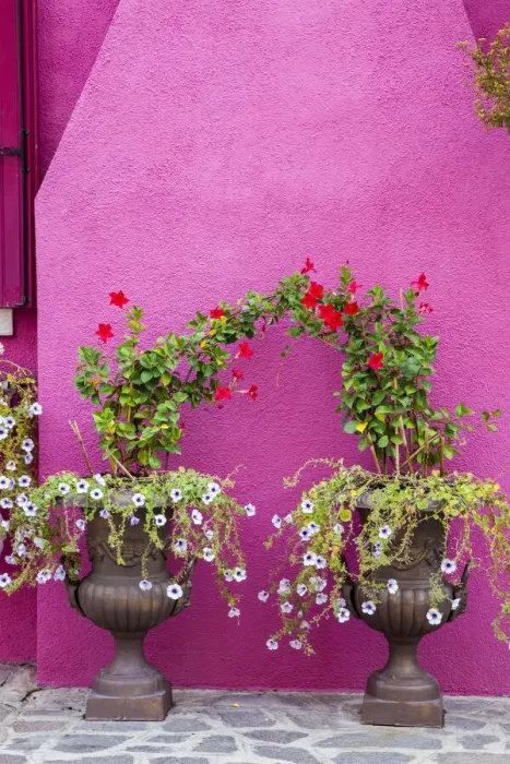 Framed Print : Italy, Venice, Burano Island. Urns planted with flowers against a bright pink wall on Burano Island Framed Print : Italy, Venice, Burano Island. Urns planted with flowers against a bright pink wall on Burano Island