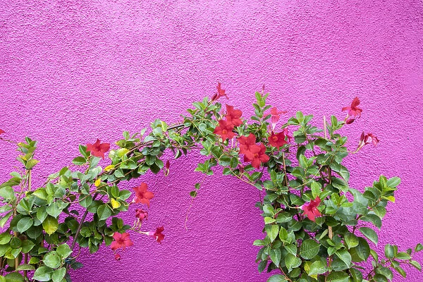Italy, Venice, Burano Island. Vining flowers against a bright pink wall on Burano Island
