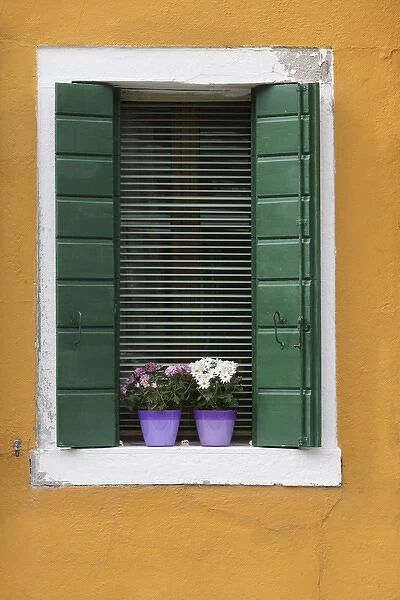 Italy, Venice. A green-shuttered window with purple flowerpots on a yellow wall is