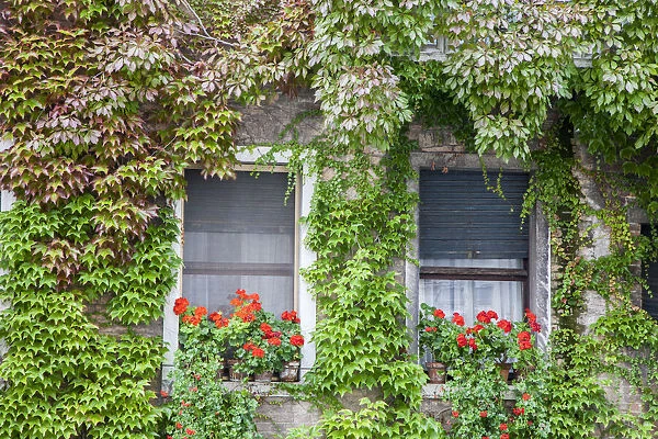 Italy, Venice. A pair of windows with red ivy geraniums and ivy climbing the walls