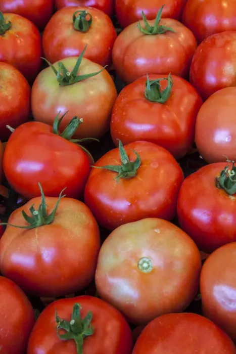 Framed Print : Italy, Venice. Tomatoes on display and for sale in the Rialto Market Framed Print : Italy, Venice. Tomatoes on display and for sale in the Rialto Market