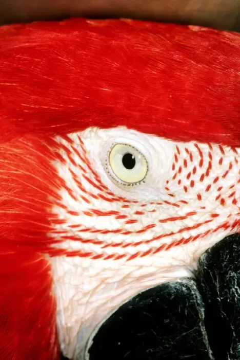Framed Print : Itaparica, Brazil. Scarlet macaw in profile; eye, cheek, beak Framed Print : Itaparica, Brazil. Scarlet macaw in profile; eye, cheek, beak
