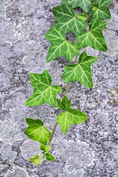 Ivy growing on granite