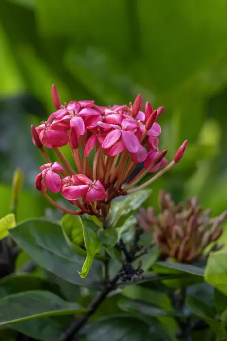 Framed Print : Ixora coccinea
