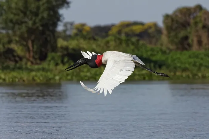 Framed Print : Jabiru stork in flight. Mato Grosso, Pantanal, Brazil, South America