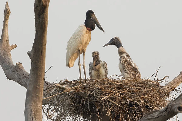 Jabiru stork on nest with chicks