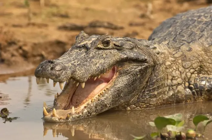 Framed Print : 05. Jacare Caiman or Yacare Caiman